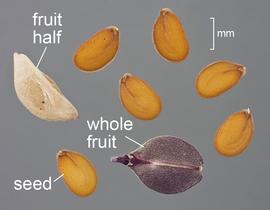   Fruit, seeds:   Lepidium virginicum ; Photo by D. Walters and C. Southwick, Table Grape Weed Disseminule ID
